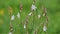 Asphodelus fistulosus Onionweed wild flowers in nature