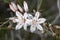 Asphodelus ramosus (branched asphodel) flower