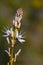 Asphodelus ramosus wildflower in groves around Kibbutz Kfar Glikson, northwest Israel.