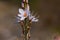 Asphodelus ramosus wildflower in groves around Kibbutz Kfar Glikson, northwest Israel.