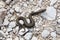 Aspic Viper (vipera aspis) along an hiking trail