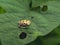 Aspidimorpha miliaris is a widespread species of Asian beetle in the family Chrysomelidae. Ladybug on the leaf. animals, insects,