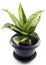 Aspidistra bush in blue flowerpot isolated