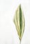 Aspidistra elatior Variegate leafe. Decorative leafe isolated on white background