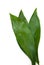 Aspidistra elatior Variegate leafe. Decorative leafe isolated. White background. Floral Botany