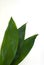 Aspidistra elatior Variegate leafe. Decorative leafe isolated. White background. Floral Botany