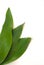 Aspidistra elatior Variegate leafe. Decorative leafe . White background. Floral Botany