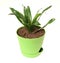 Aspidistra isolated. A plant in green pot isolated on a white background. Home plant