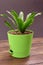 Aspidistra isolated. A plant in green pot isolated on a white background. Home plant