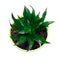 Aspidistra. A plant in green pot isolated on a white background. Home plant