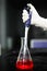 Aspirating a red chemical on a glass conical flask with a automated micro pipette and micro tip in a chemistry lab