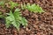 Asplenium bulbiferum fern growing on mulched soil