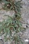 Asplenium ceterach, fern