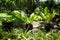 Asplenium crispy wave and fern on stump pot decoration in natural garden park and tropical rainforest