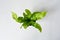 Asplenium crispy wave house plant in grey pot