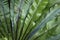 Asplenium fern close up