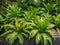 Asplenium Nidus or Bird`s nest fern in a garden.Nest fern green leave in nature background.