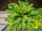 Asplenium Nidus or Bird`s nest fern in a garden.Nest fern green leave in nature background.