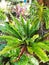 Asplenium nidus or Birds nest fern