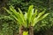 Asplenium nidus Epiphyte leaves close up. Soft focus green leaves of Fern Bird`s Nest in the tropical jungle, exterior outdoor