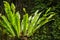 Asplenium nidus Epiphyte leaves close up. Soft focus green leaves of Fern Bird`s Nest in the tropical jungle, exterior outdoor