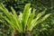 Asplenium nidus Epiphyte leaves close up. Soft focus green leaves of Fern Bird`s Nest in the tropical jungle, exterior outdoor