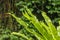 Asplenium nidus Epiphyte leaves close up. Soft focus green leaves of Fern Bird`s Nest in the tropical jungle, exterior outdoor