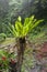 Asplenium Nidus Epiphyte tropical fern on tree trunk, Bali, Indonesia. Fern Bird`s Nest is a family of ferns that live in Native