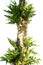 Asplenium nidus epiphyte tropical fern on tree trunk. On white background.
