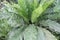 Asplenium nidus on farm for sell