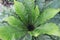 Asplenium nidus on farm for sell