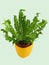 Asplenium nidus in a pot on a light background