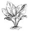 Asplenium Nidus vintage illustration