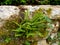 Asplenium trichomanes