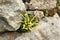 Asplenium Trichomanes,