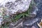 Asplenium trichomanes, the maidenhair spleenwort