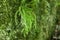 Asplenium trichomanes, the maidenhair spleenwort is a small fern from the family Aspleniaceae.