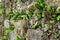 Asplenium trichomanes, the maidenhair spleenwort, is a small fern in the spleenwort genus Asplenium. It is a widespread and common