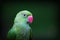 Assam Green Parrot