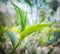 assam green tea leaf bud on garden in spring season