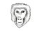 Assam Macaque Monkey Cartoon Retro Drawing