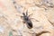 Assasin bug, Coranus niger, walking on a rock looking for preys