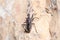 Assasin bug, Coranus niger, walking on a rock looking for preys