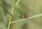 Assasin Bug  , Sycanus collaris Fabricius , This red-orange predator stands on a grassy leaf in the forest against a blurred