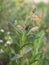 Assasin thread-legged bug on wildflowers meadow