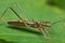 Assassin bug