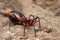 Assassin bug closeup, Rhynocoris iracundus,