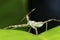 Assassin bug closeup (Rhynocoris iracundus), Satara, Maharashtra, India