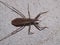 Assassin Bug (family Reduviidae) top view