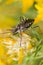 Assassin Bug (Rhynocoris cuspidatus)